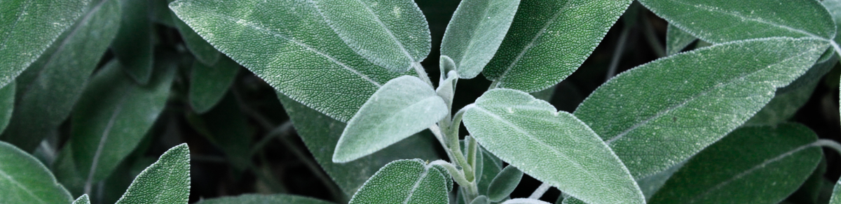 CLARIFYING SALVIA