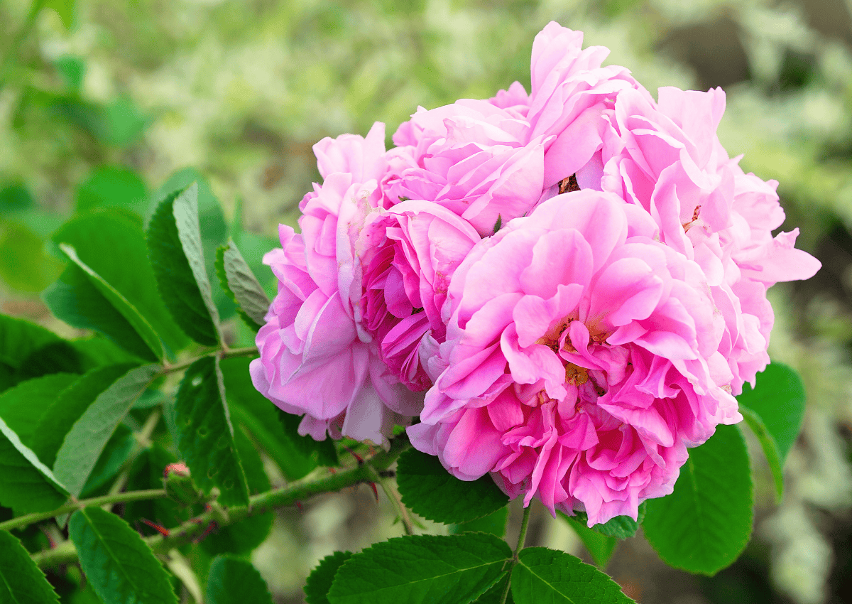 Damask Rose (Rosa damascena)