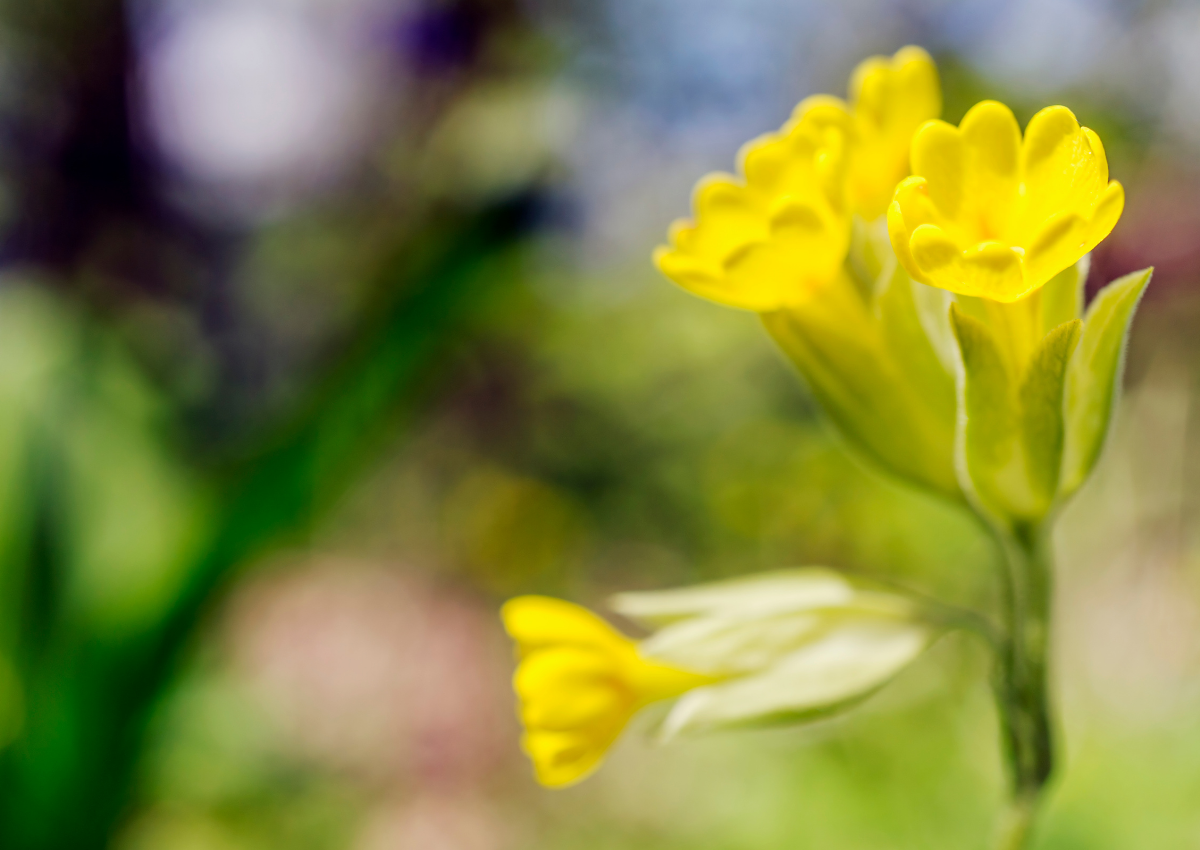 Cowslip (Primula veris)